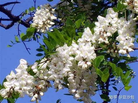 會開白花的樹|常见开白花植物